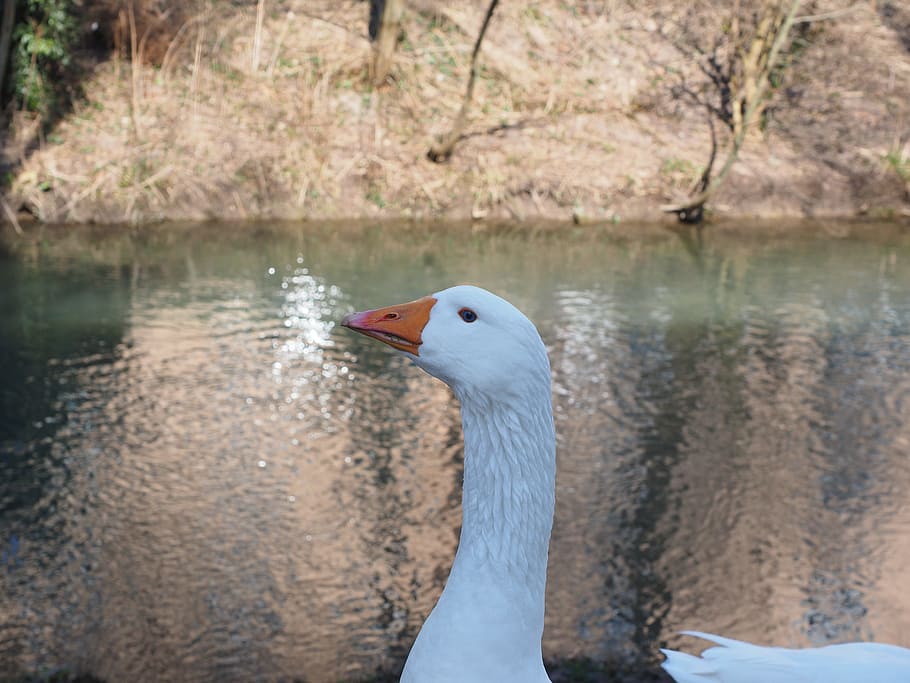 Goose, Head, Neck, Animal, White, bill, livestock, bird, poultry HD wallpaper