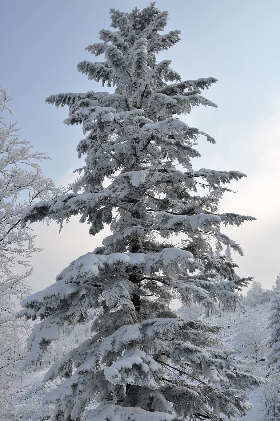 Winter, Snow, Spruce, Tree, Mountains, cold temperature, nature HD wallpaper