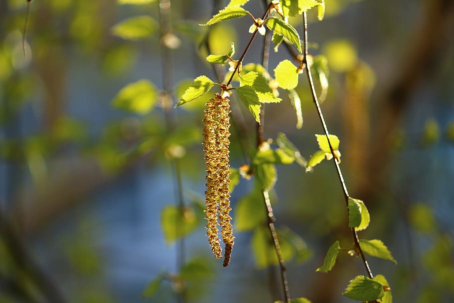 birch, spring, leaves, trees, trunk, forest, living nature HD wallpaper