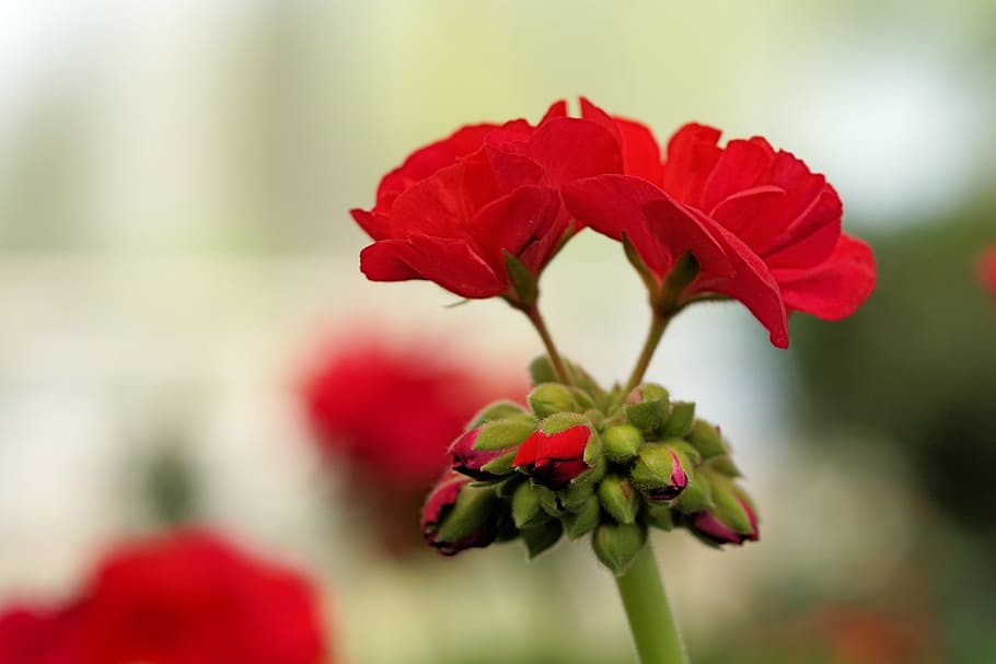 geranium, flower, blossom, bloom, red, nature, plant, close HD wallpaper