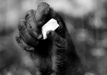 person holding paper, hand, monkey, gorilla, food, animal world HD wallpaper