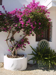 altea, tree, street, trees, houses, spain, flowers, sun, plant HD wallpaper