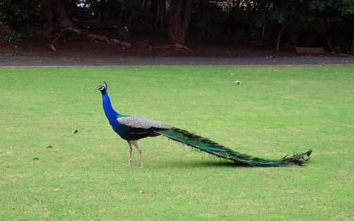 blue peacock on green grass, bird, plumage, pheasant, peafowl HD wallpaper