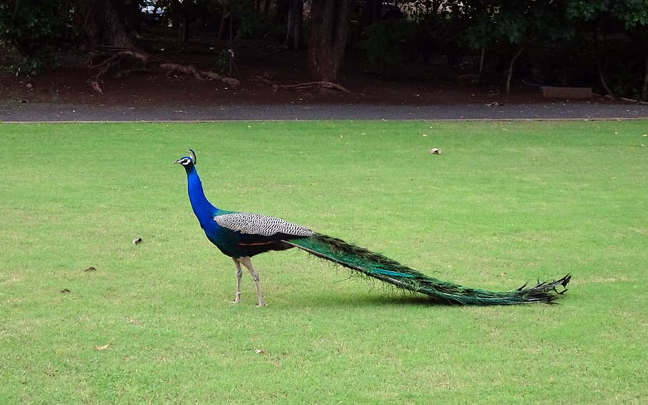blue peacock on green grass, bird, plumage, pheasant, peafowl, HD wallpaper