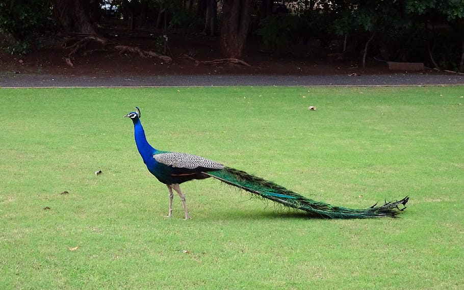 blue peacock on green grass, bird, plumage, pheasant, peafowl HD wallpaper