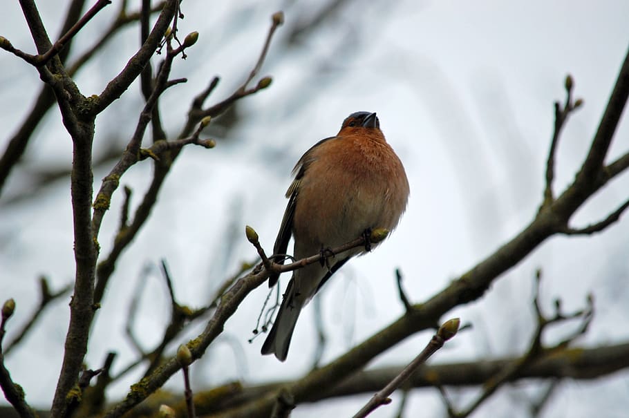 robin, branch, bird, nature, tree, animals in the wild, one animal HD wallpaper