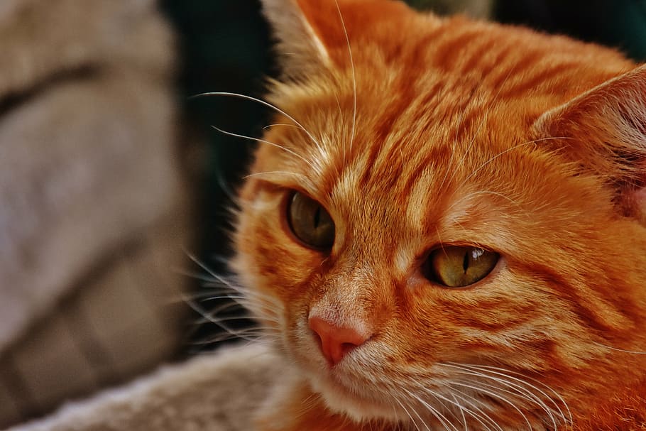 cat, red, cute, mackerel, tiger, sweet, cuddly, animal, domestic cat HD wallpaper