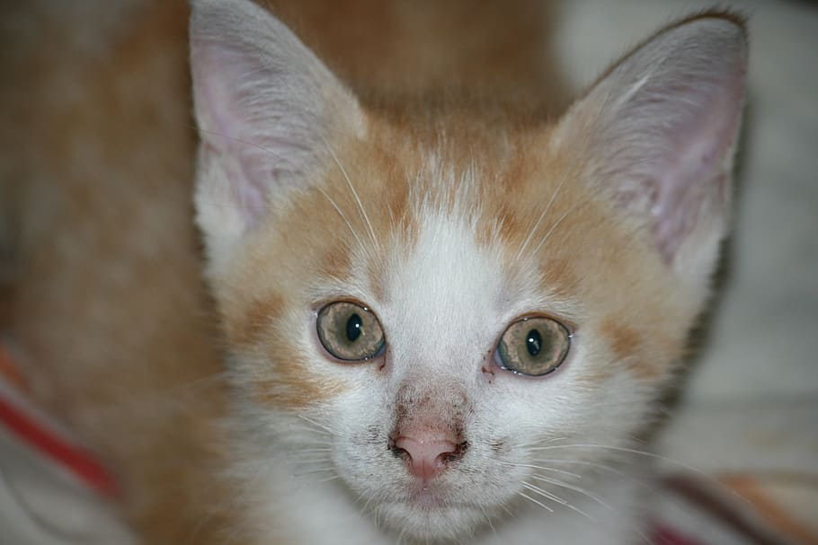 kitten, roux, head, animal themes, mammal, one animal, domestic HD wallpaper