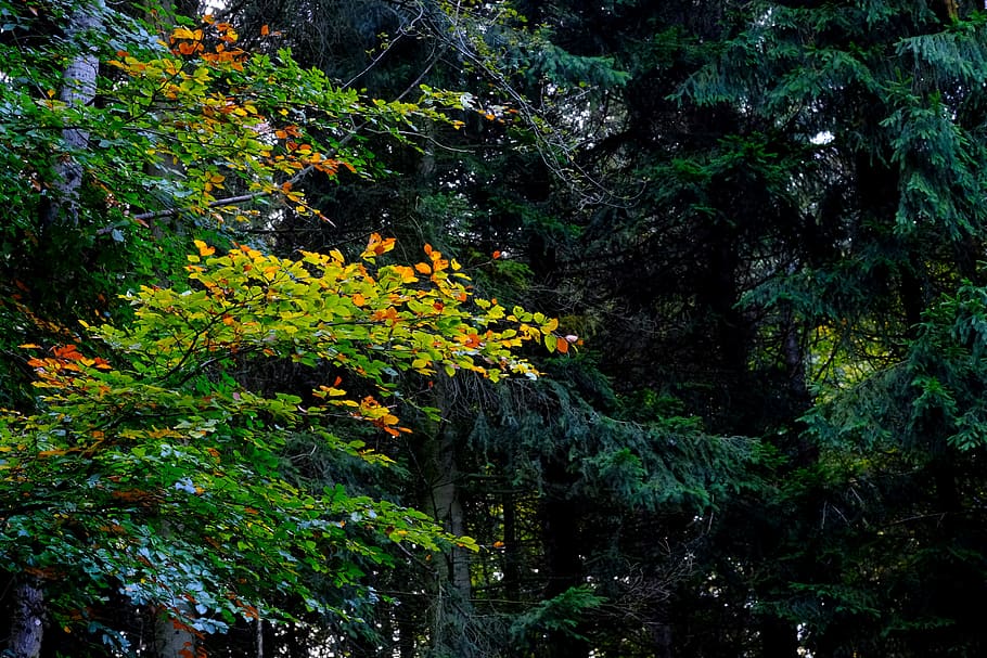 deciduous tree, landscape, contrast, colorful, green, grey HD wallpaper