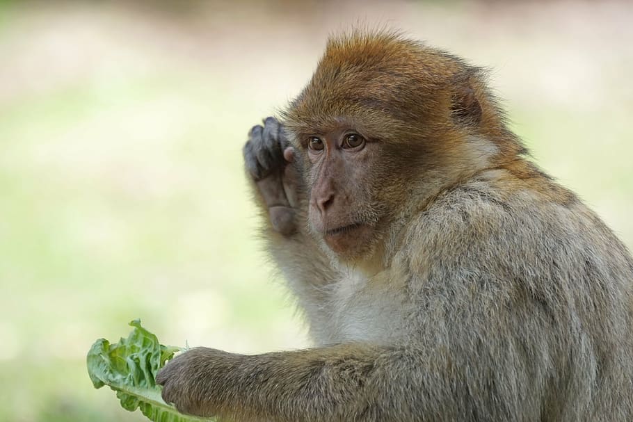 barbary ape, salem, monkey mountain, primate, animal wildlife HD wallpaper