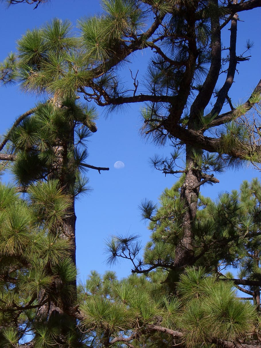 pine, conifer, tree, needles, la palma, plant, sky, low angle view HD wallpaper