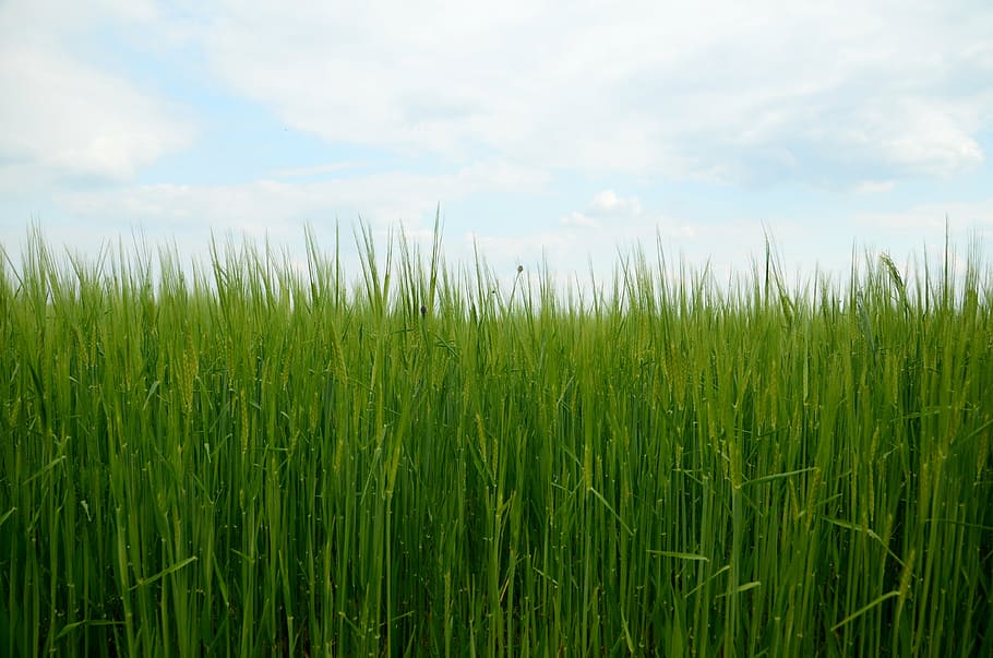 green rice fields, barley, corn, nature, grain, grass, the cultivation of HD wallpaper
