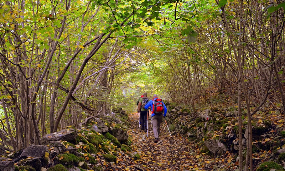 excursion, forest, autumn, trail, walking with sticks, mountain HD wallpaper
