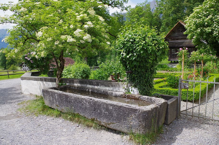 fountain, pierre, elderberry, ballenberg, plant, tree, green color HD wallpaper