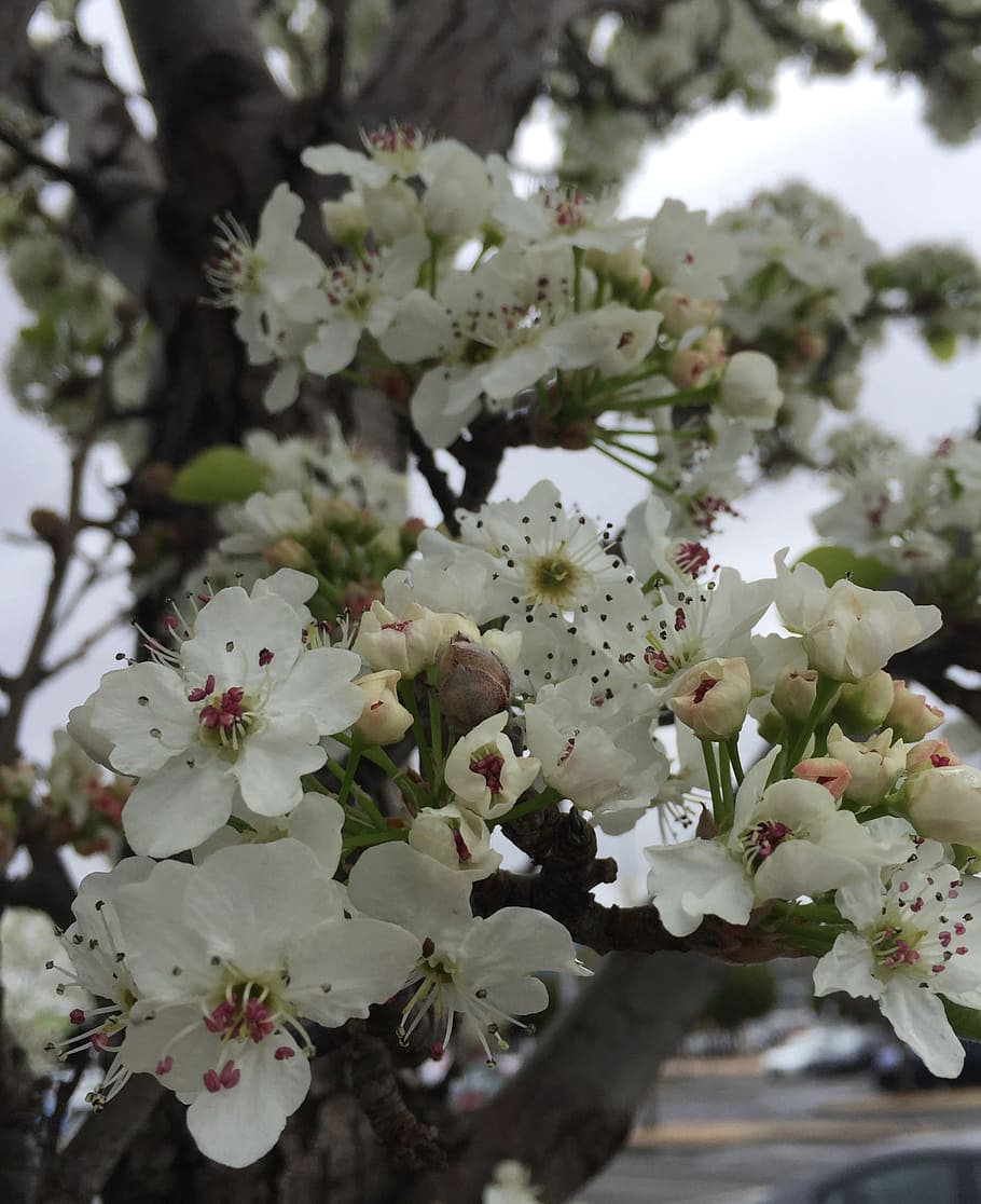 blossoms, spring, flowers, white, flowering plant, growth, freshness HD wallpaper