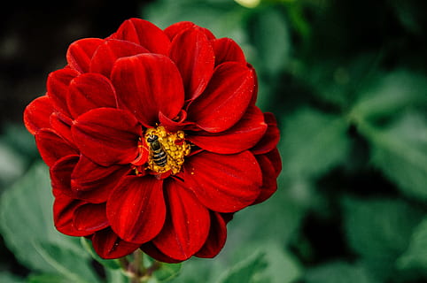 black bee sucking red petaled flower, selective, focus, photography HD wallpaper