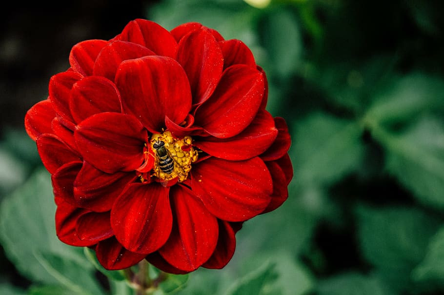black bee sucking red petaled flower, selective, focus, photography HD wallpaper