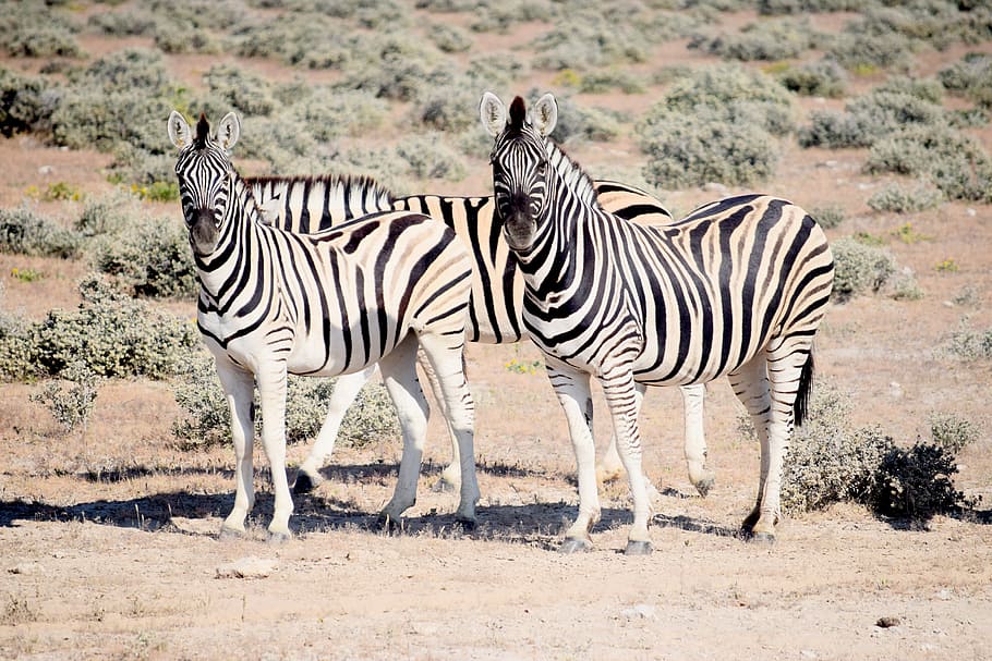 four zebras at the desert, looking, etosha, namibia, safaris HD wallpaper
