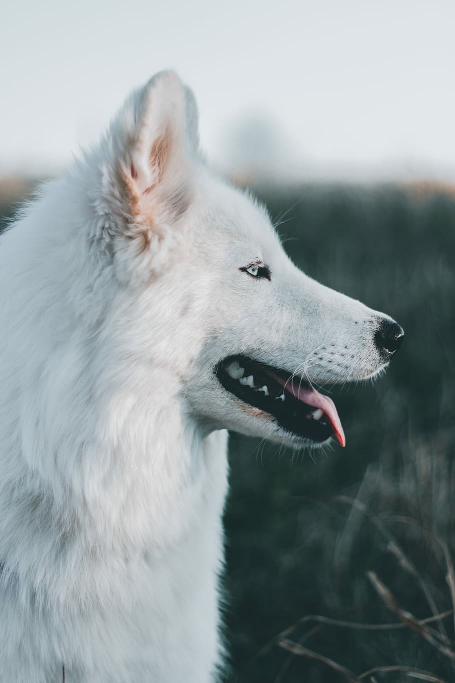 shallow focus photography of long-coated white dog, shallow focus photography of white adult Samoyed HD wallpaper