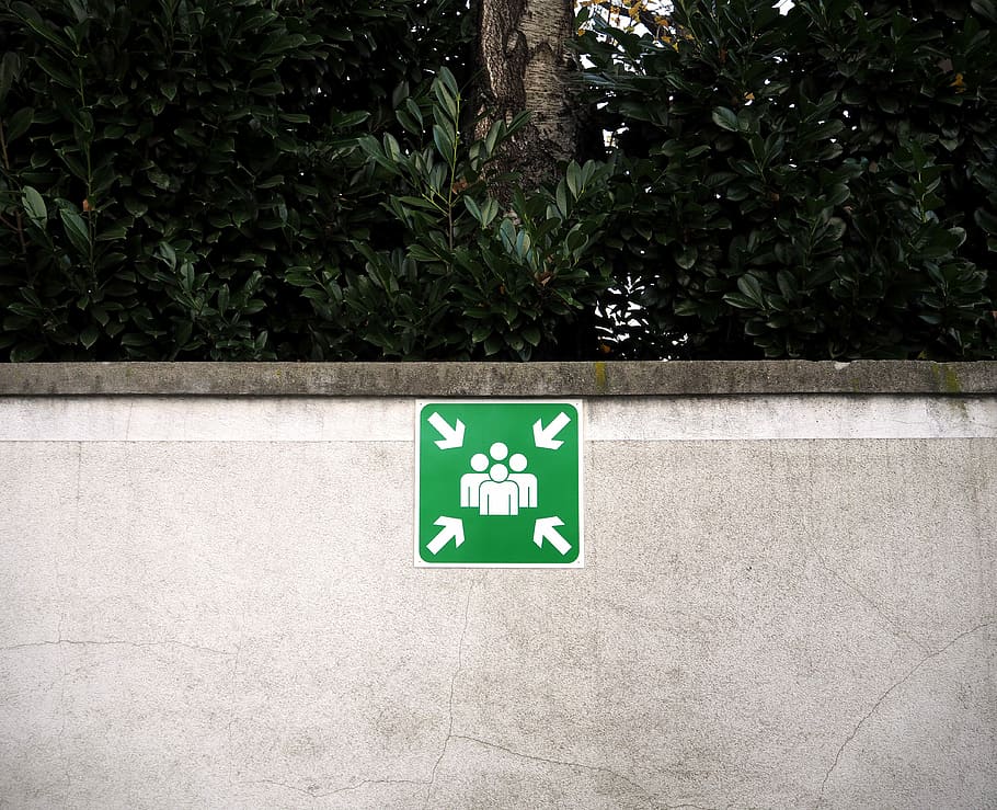 green and white signage, wall, tree, leaves, communication, human representation HD wallpaper