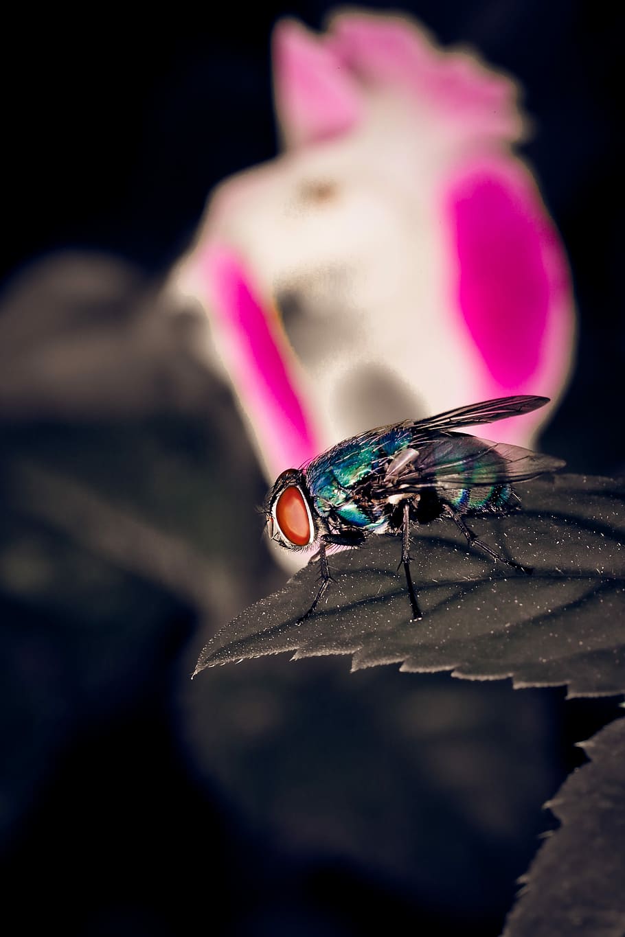 blue house fly on leaf, insect, bug, animal themes, animal wildlife HD wallpaper