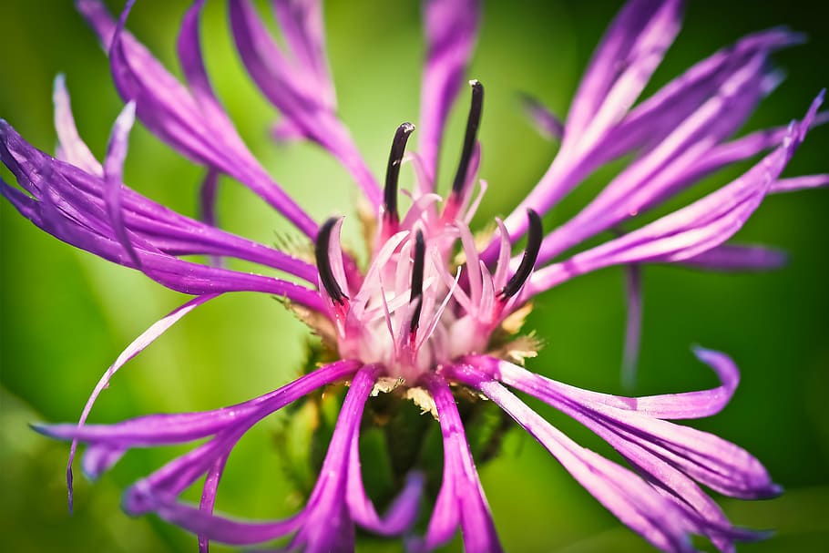 cornflower, blue, blossom, bloom, summer, wild flower, purple HD wallpaper