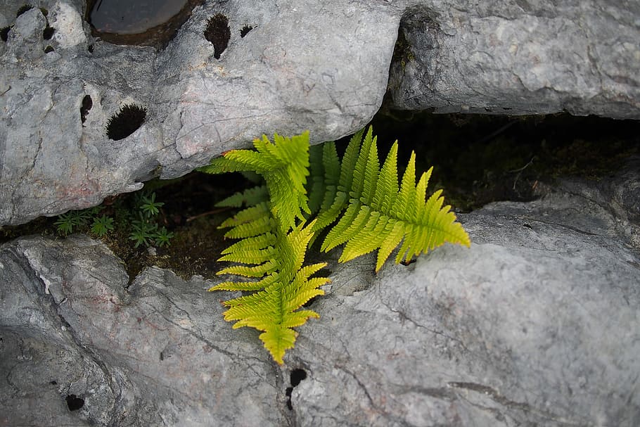 green fern between gray rocks, green fern in between gray rocks HD wallpaper