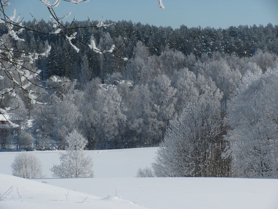 winter, snow, cold temperature, tree, nature, plant, no people HD wallpaper