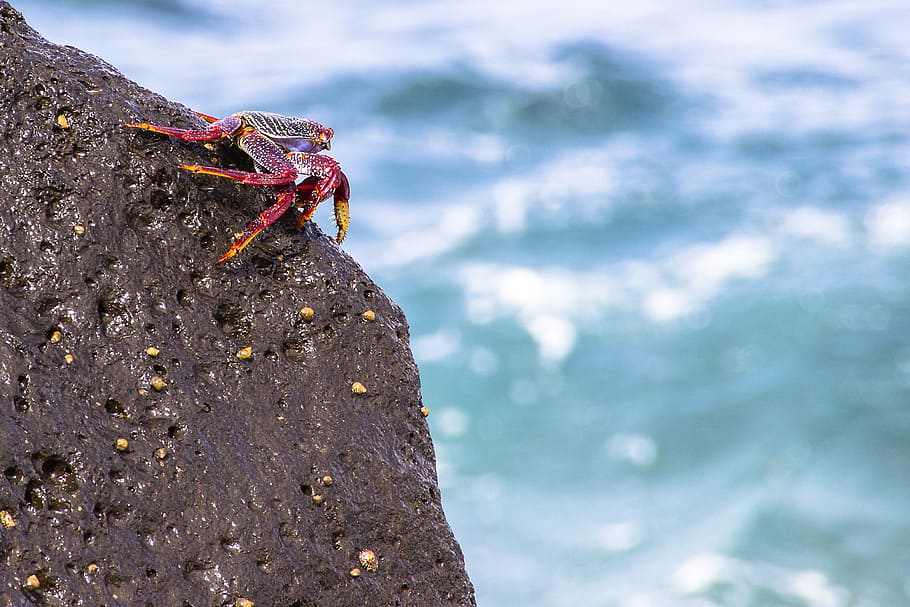 red cliff crab, meeresbewohner, shellfish, red cancer, grapsus grapsus HD wallpaper