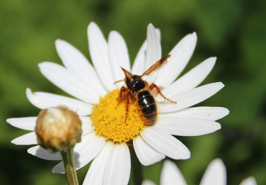 bees, honey, flower, pollination, pollen, yellow, honey bee HD wallpaper