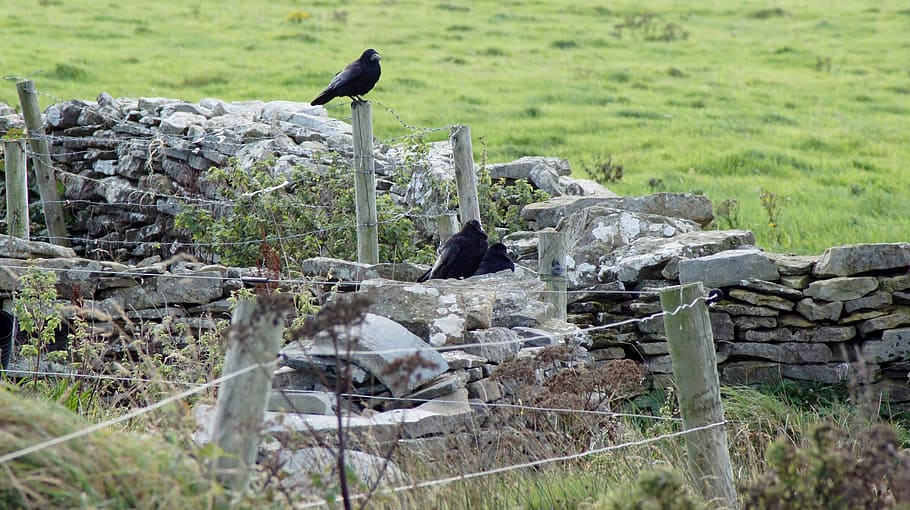 crow, stone wall, black, birds, animal themes, vertebrate, animal wildlife HD wallpaper