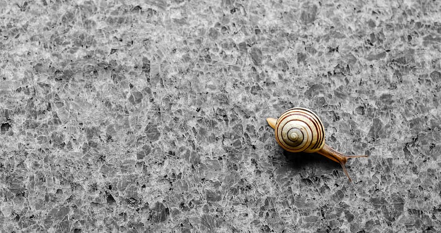 brown snail, background, wallpaper, shell, granite, natural stone HD wallpaper