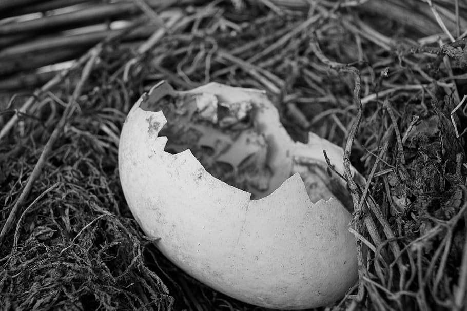 egg, broken, open, plant, no people, day, close-up, nature HD wallpaper