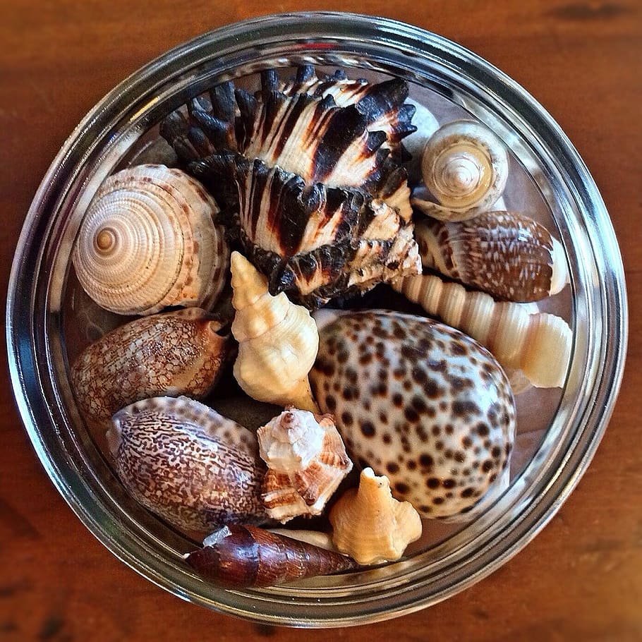 Seashells, Ocean, Beach, Collection, indoors, food and drink HD wallpaper