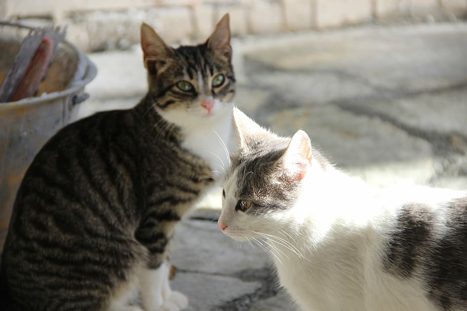 kittens, animals, felines, domestic, cat, pets, domestic cat HD wallpaper