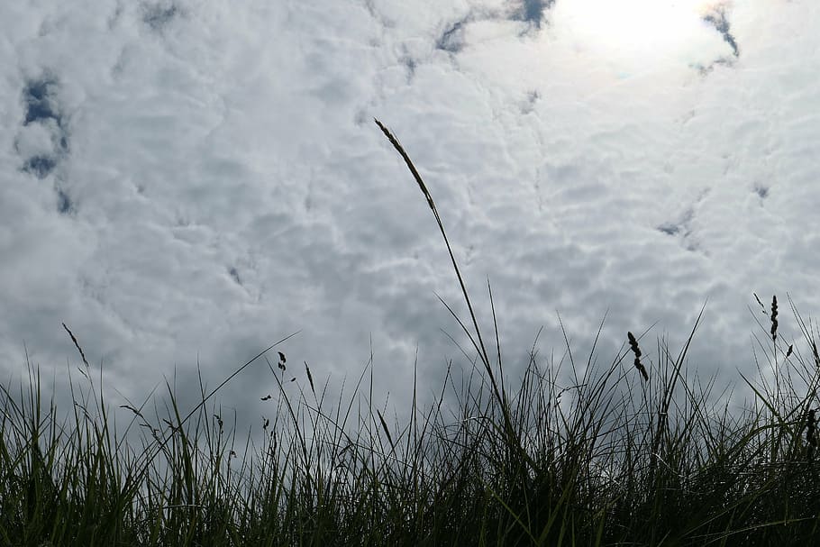 grass, dune, grasses, north sea, dune grass, nature, oats, summer, HD wallpaper