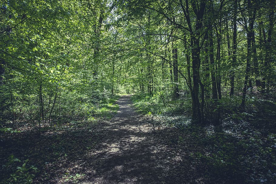 forest, away, path, hike, enjoyable hike, nature, forest path HD wallpaper