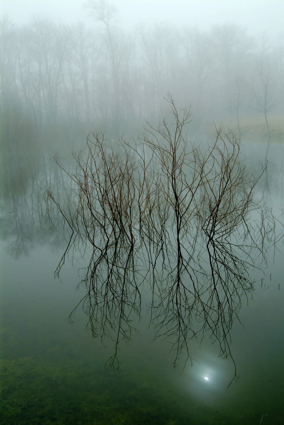 nature, reflection, tree, water, landscape, dawn, fog, outdoors HD wallpaper