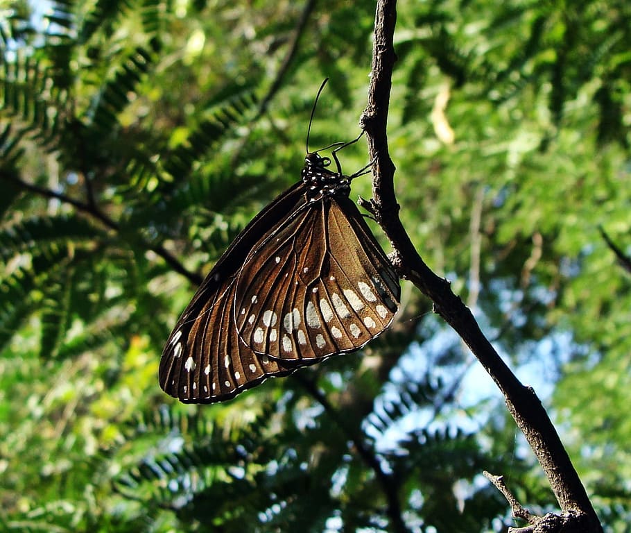closeup photo of spicebush butterfly perching on branch, Common Crow