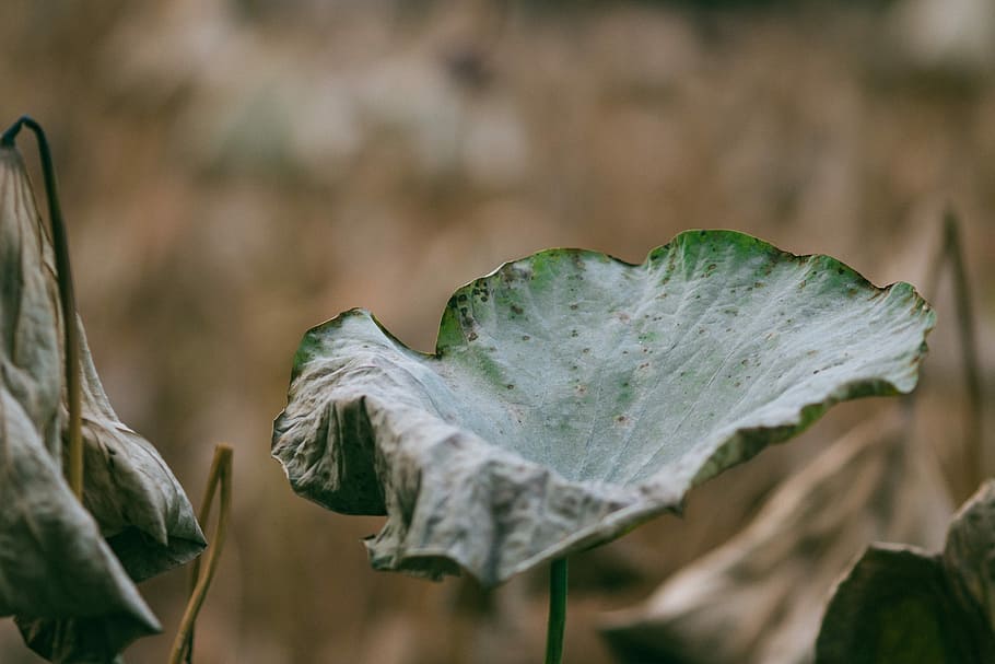 dry plant leaf, closeup photo of green leafed plant, water, flat HD wallpaper