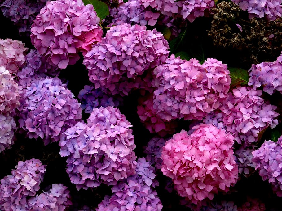 blossom, bloom, hydrangea, blue, pink, purple, beautiful, nature HD wallpaper