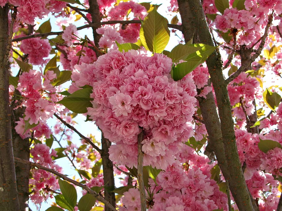 Cherry, Tree, Blossom, Blossoms, Spring, nature, colors, pink HD wallpaper