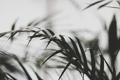 selective focus photography of leaves, closeup photo of green leafed plants HD wallpaper