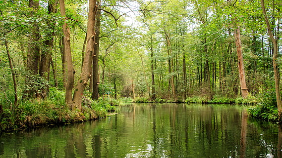spreewald, channels, depth, trees, landscape, forest, river HD wallpaper