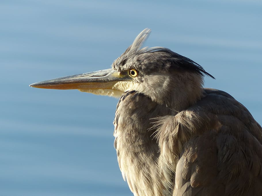 bird, water, water bird, bill, eye, plumage, nature, animal world HD wallpaper