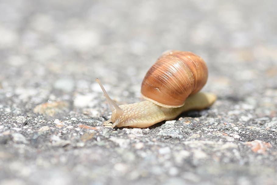 snail, asphalt, snail shell, away, creature, road, reptile HD wallpaper