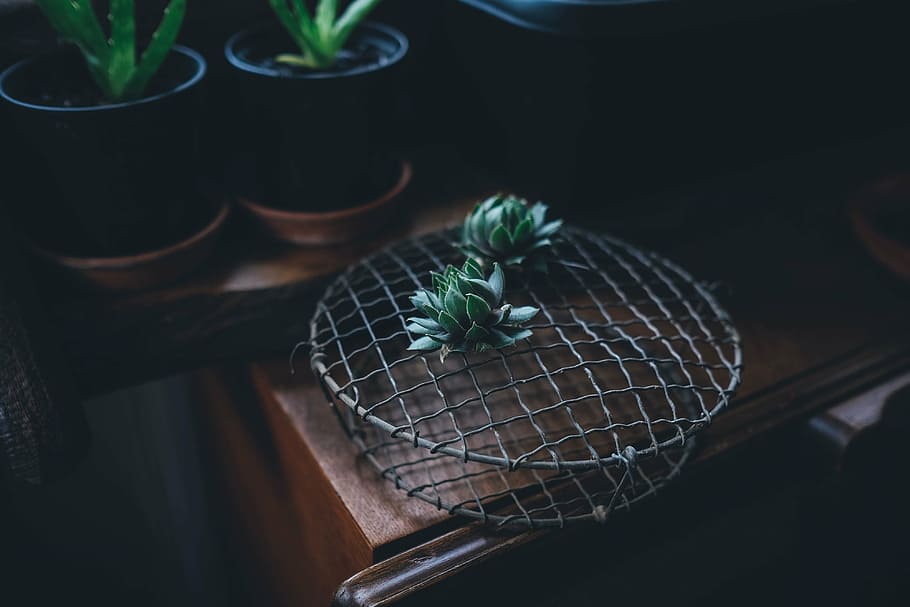 green leaf plant placed on top of gray metal frame, succulent HD wallpaper