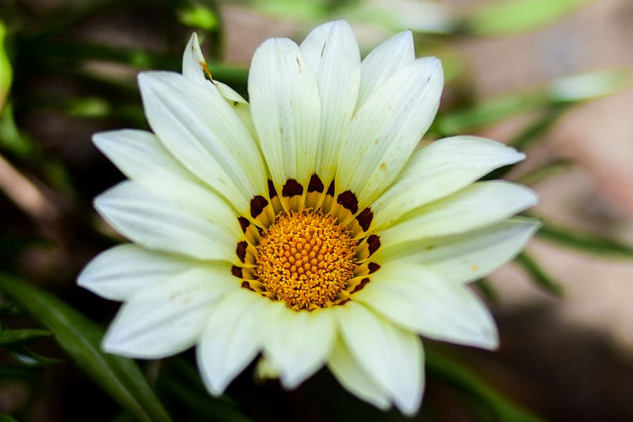 nature, flower, plant, leaf, flowering plant, vulnerability HD wallpaper