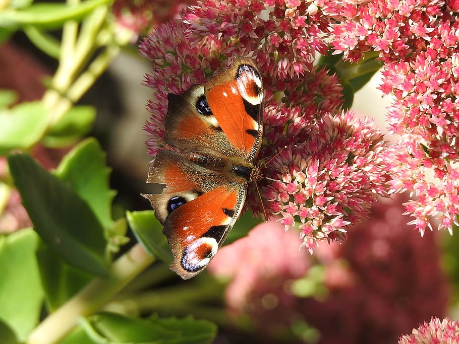butterfly, insect, nature insect, animal themes, animal wildlife HD wallpaper