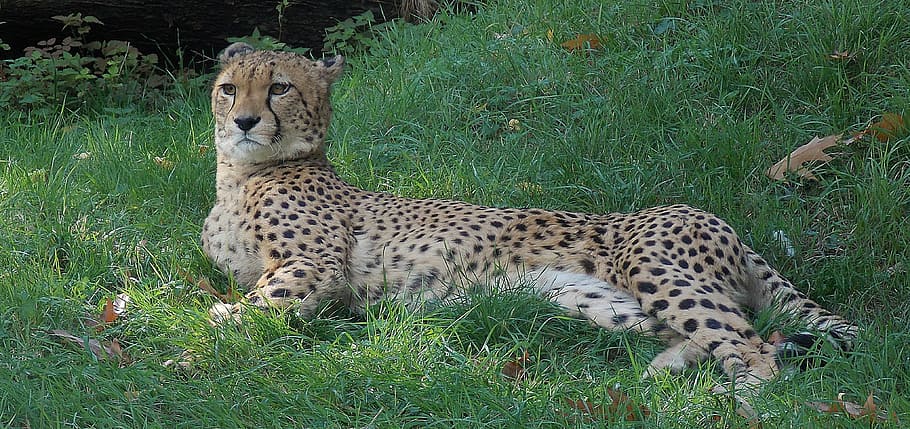 concerns, cat, wildcat, gepart, points, rest, mammal, carnivores HD wallpaper
